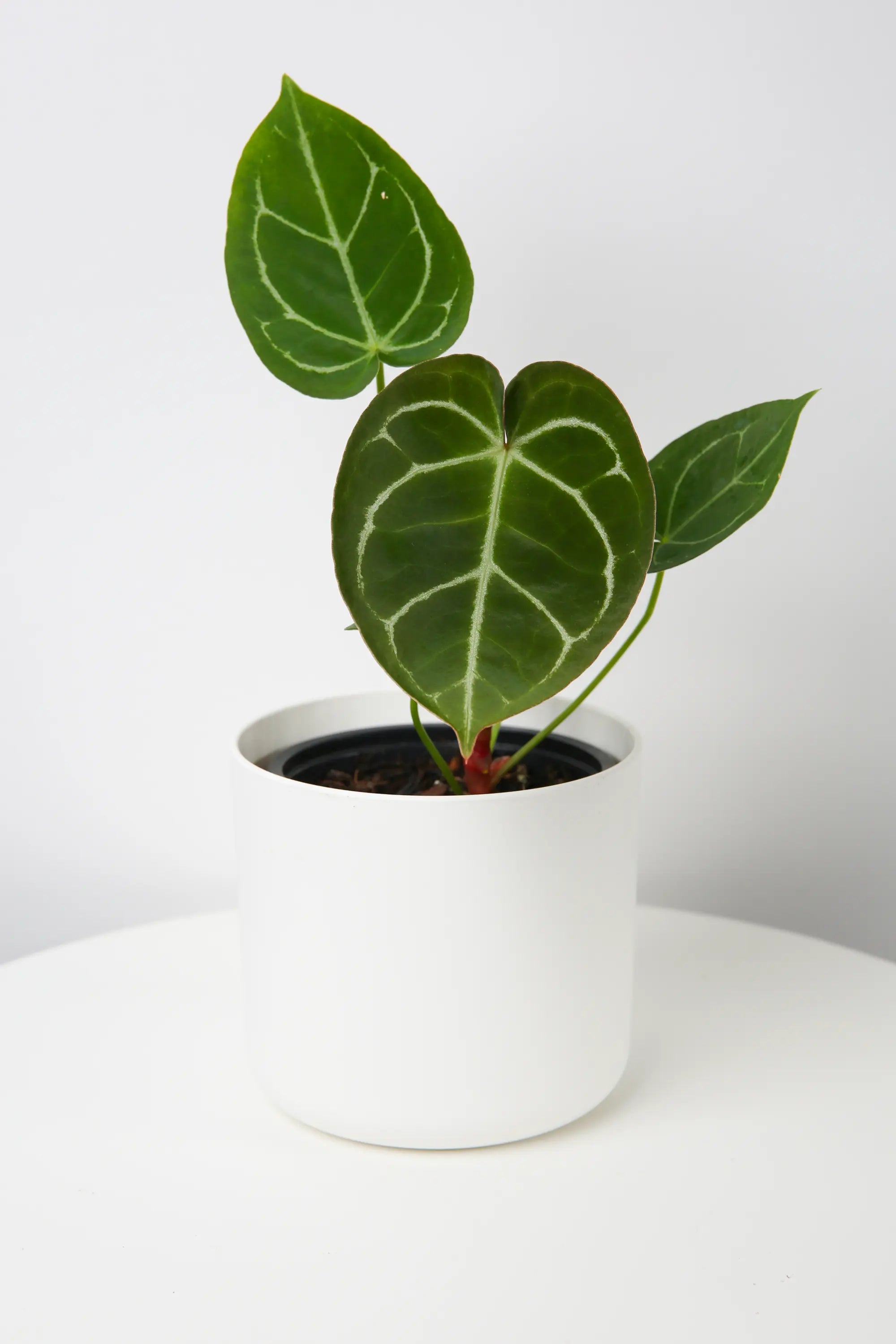 Shop Anthurium Hoffmannii: Limited Edition – The Green Grower