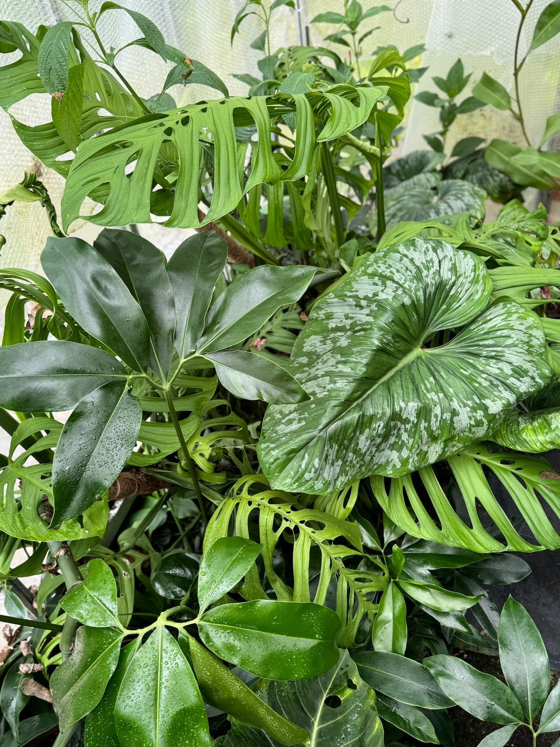 How To Take Care Of Your Indoor Plants