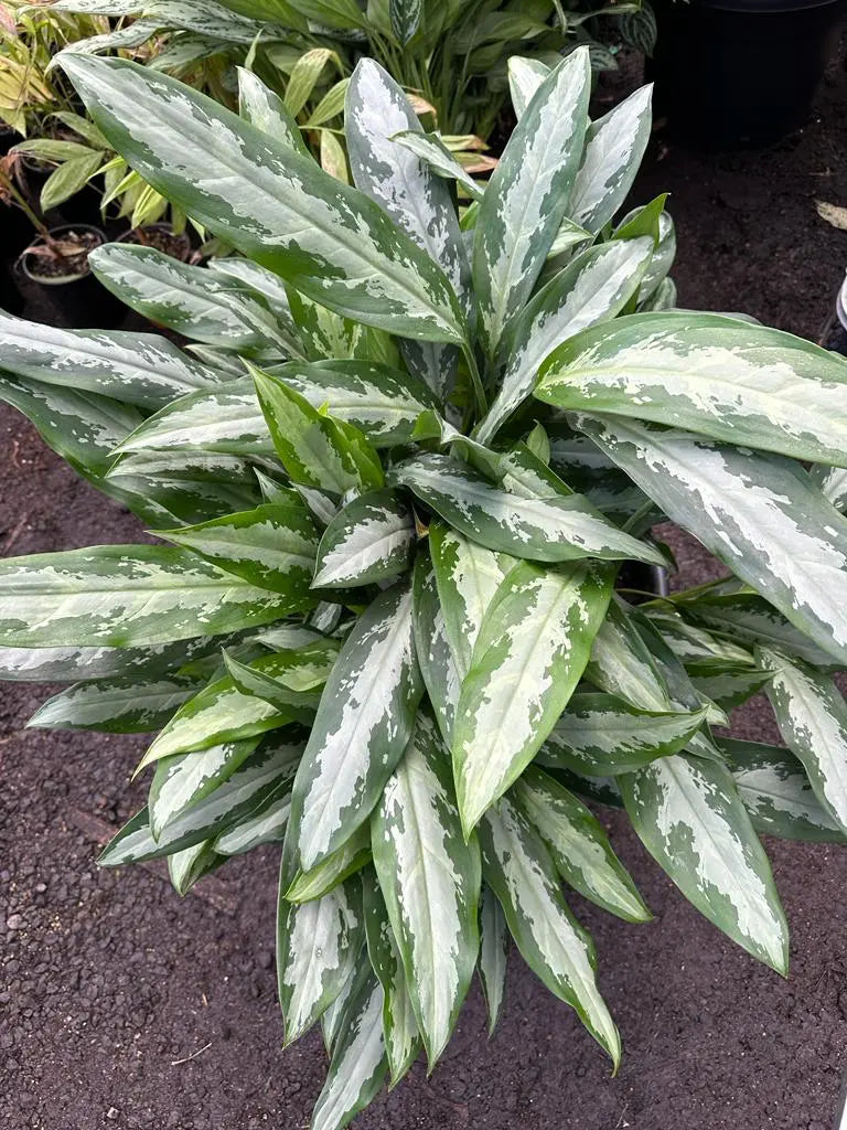 How To Take Care Of Your Aglaonema