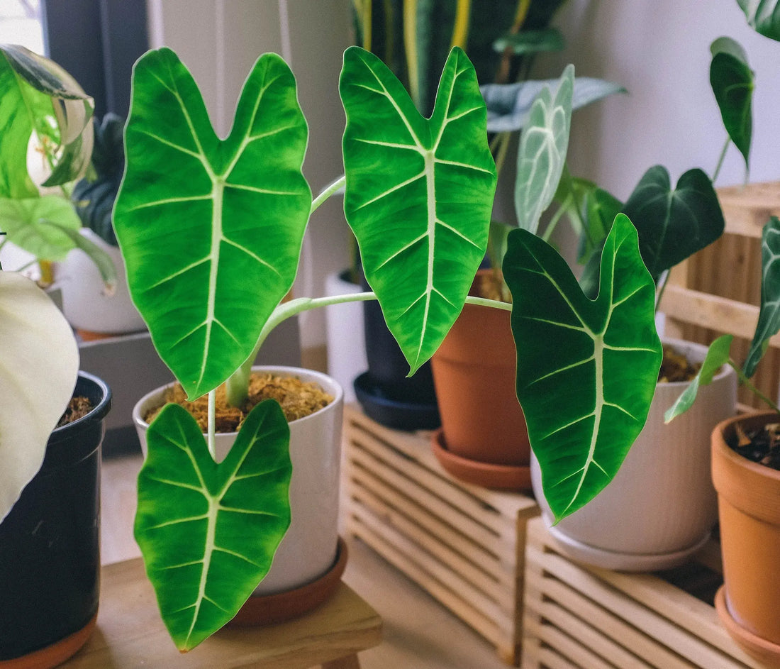 How To Take Care Of Your Alocasia