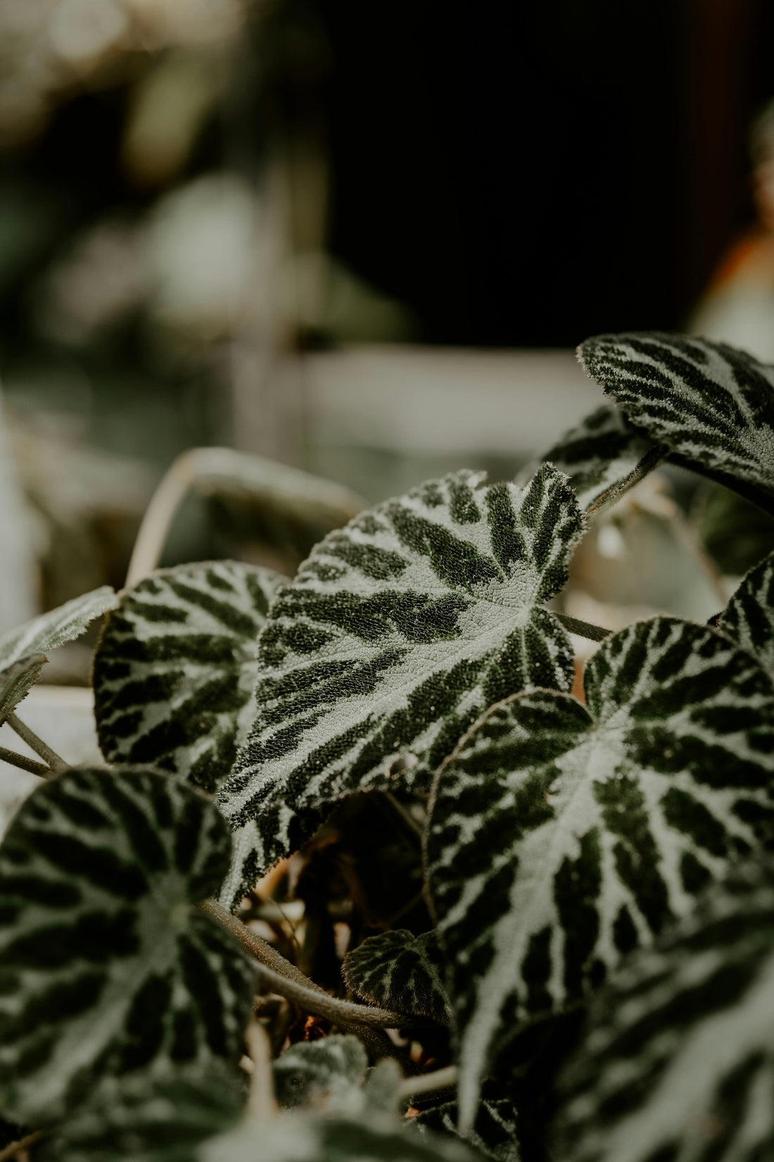 begonia, plant, house plant, indoor plant