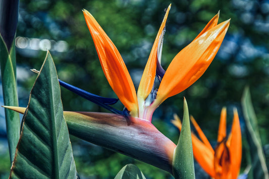 How To Propagate Bird of Paradise From a Cutting