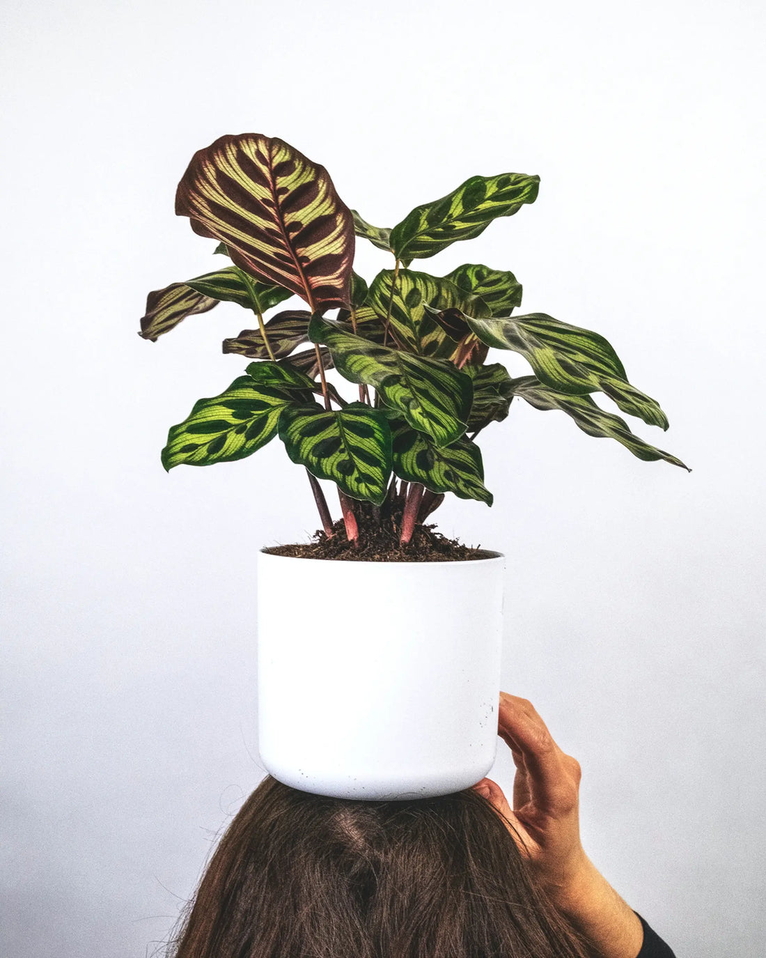 How To Take Care Of Your Calathea