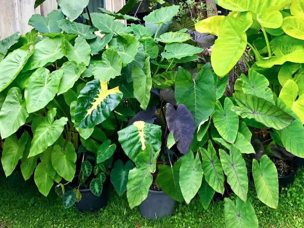 How To Take Care of Your Colocasia