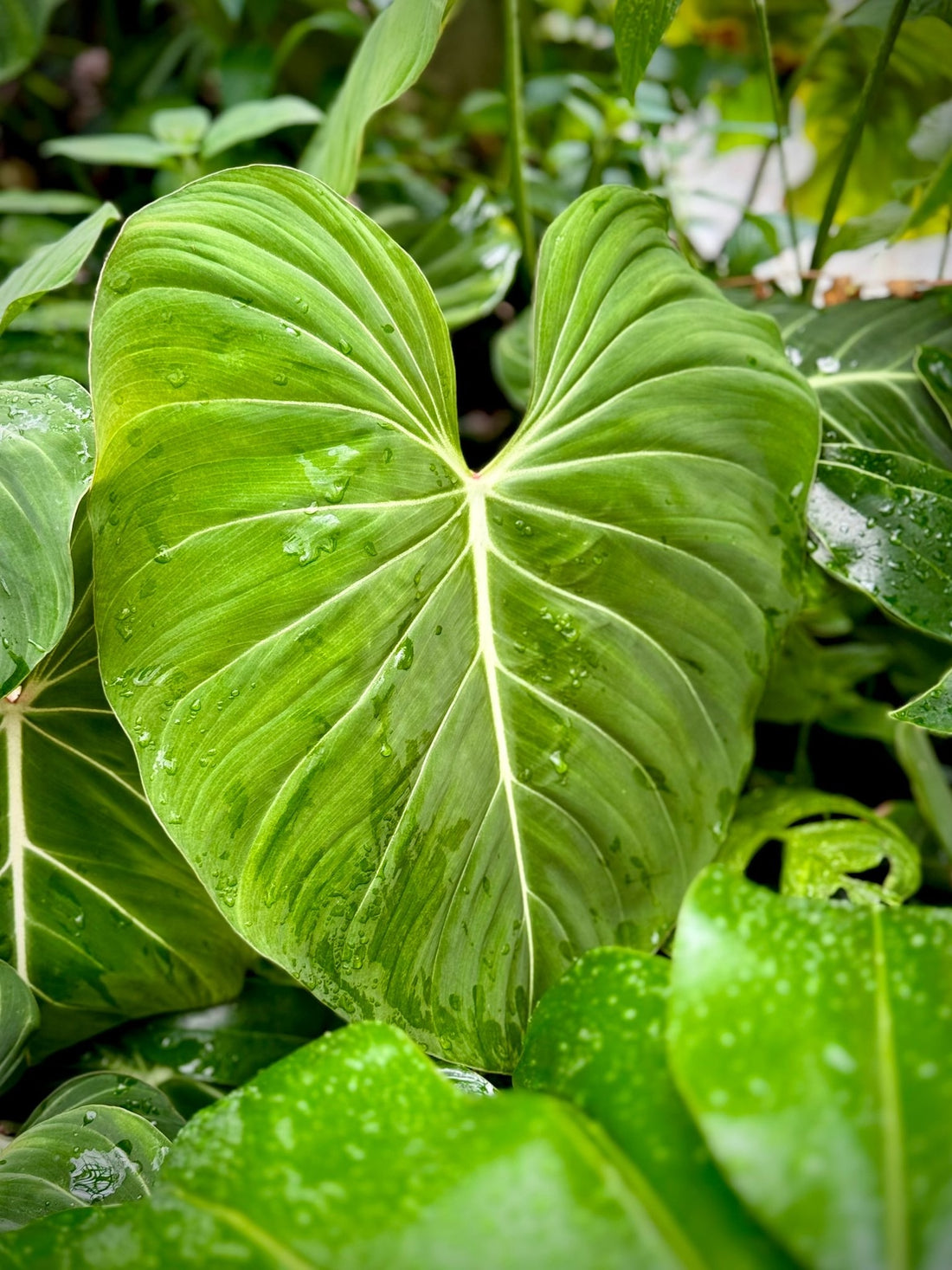 Expert Tips for Healthy Houseplants: Preventing Diseases and Pests