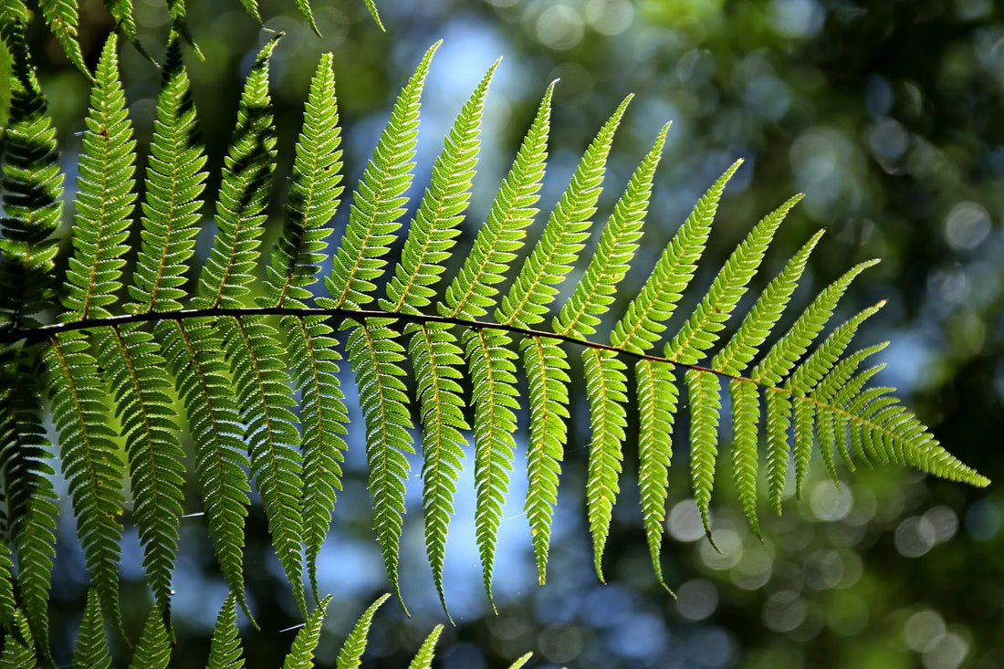 How To Take Care Of Your Fern