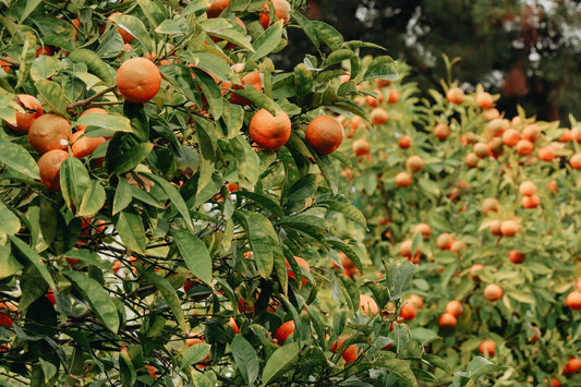 Why You Should Prune Fruit Trees in Winter