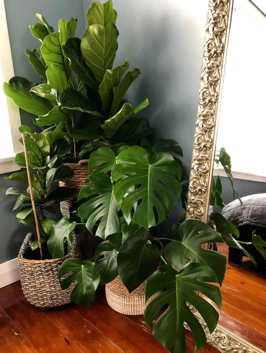 Understanding Houseplant Basics: A Comprehensive Guide