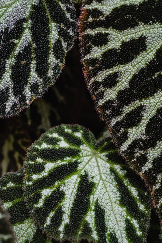 Are Begonias Indoor Plants?