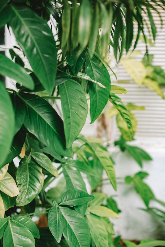 The Green Growers’ Do’s and Don’ts of Buying a New Houseplant