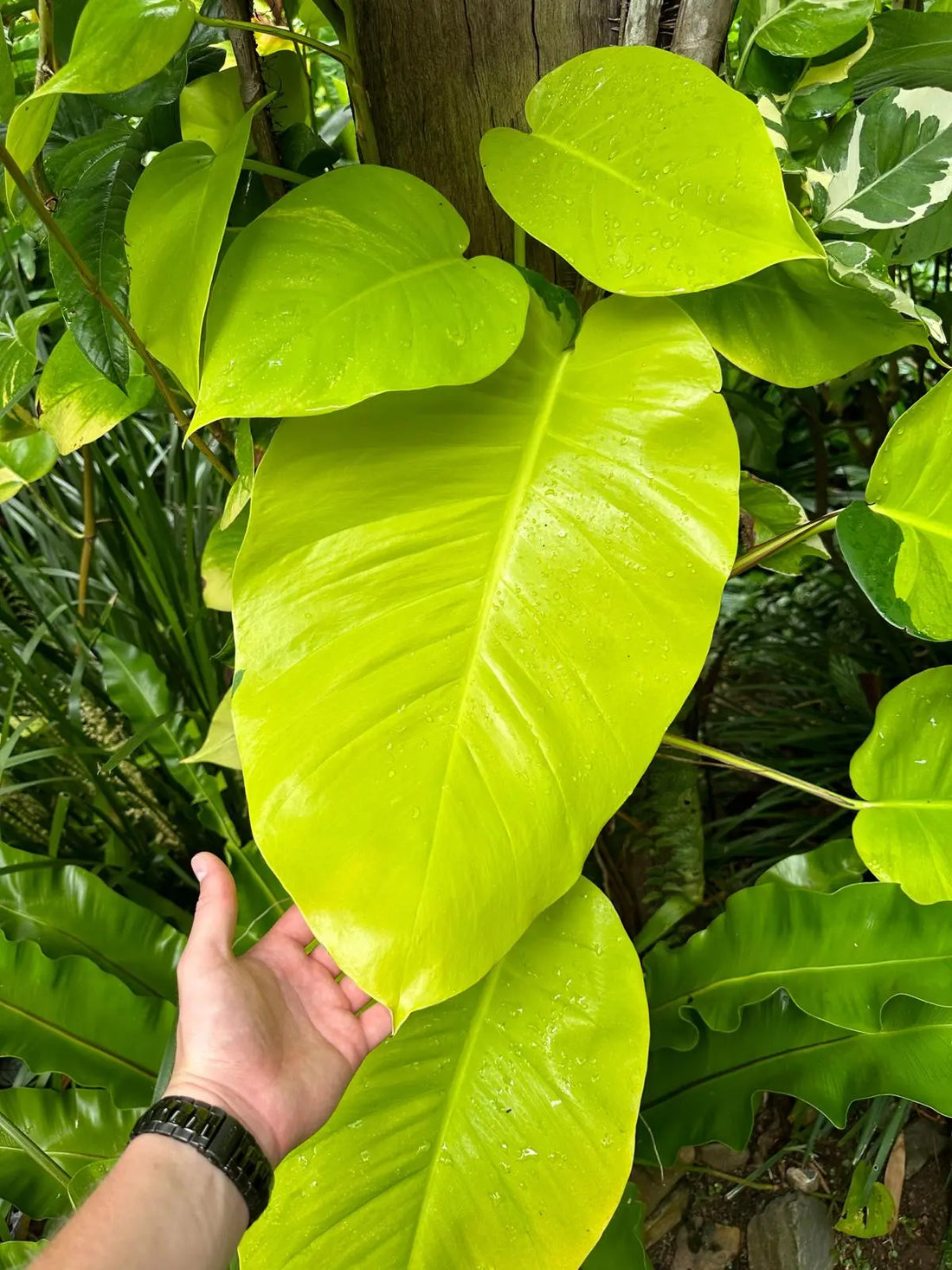 How To Take Care Of Your Pothos