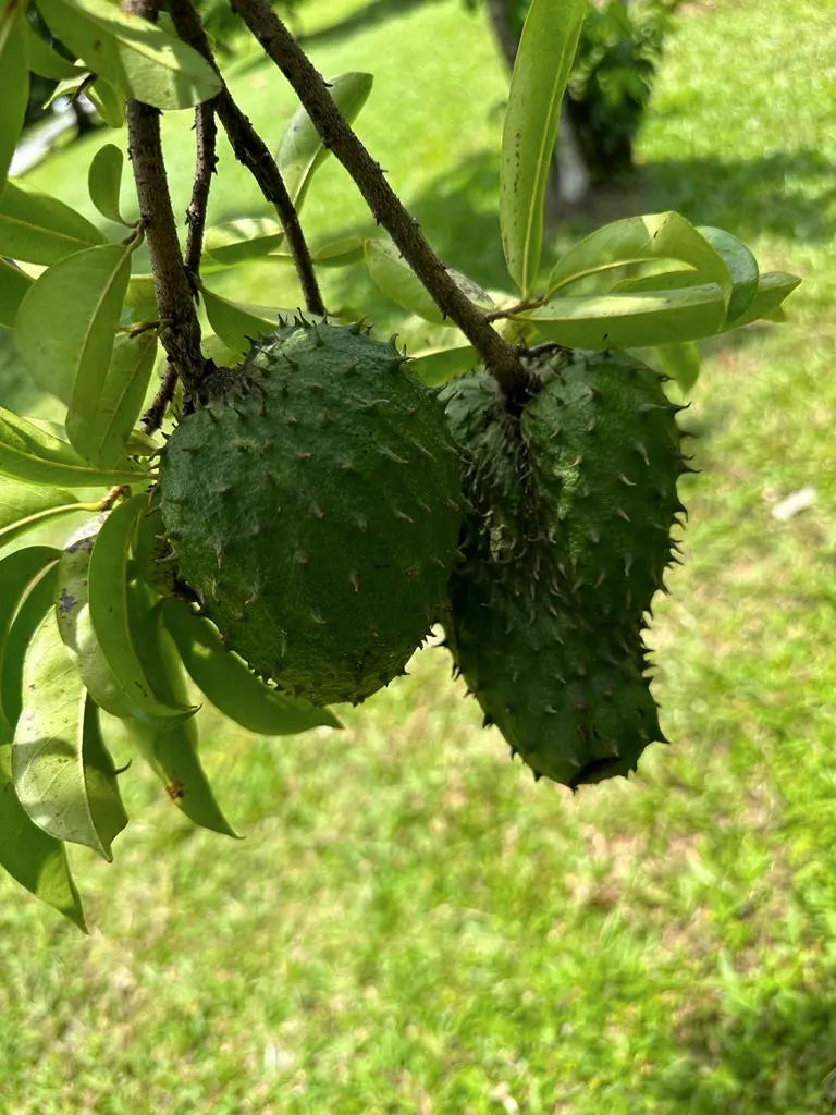 How To Take Care Of Your Soursop