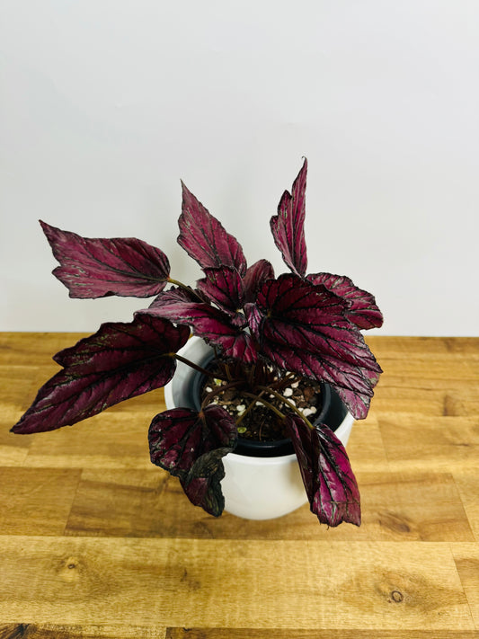 Begonia Rex - Hybrid Pink