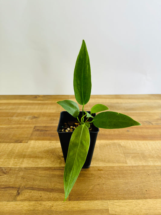 Anthurium panamense