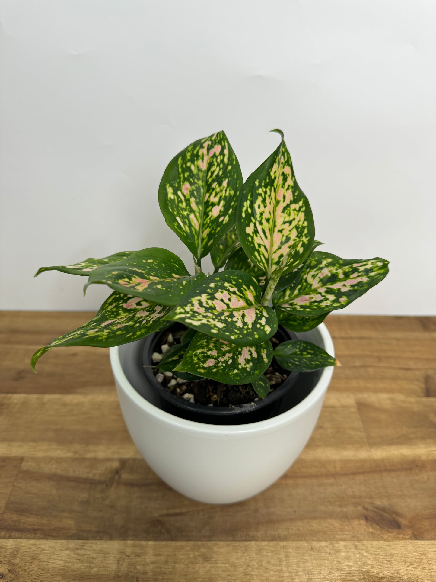 Aglaonema - Wishes