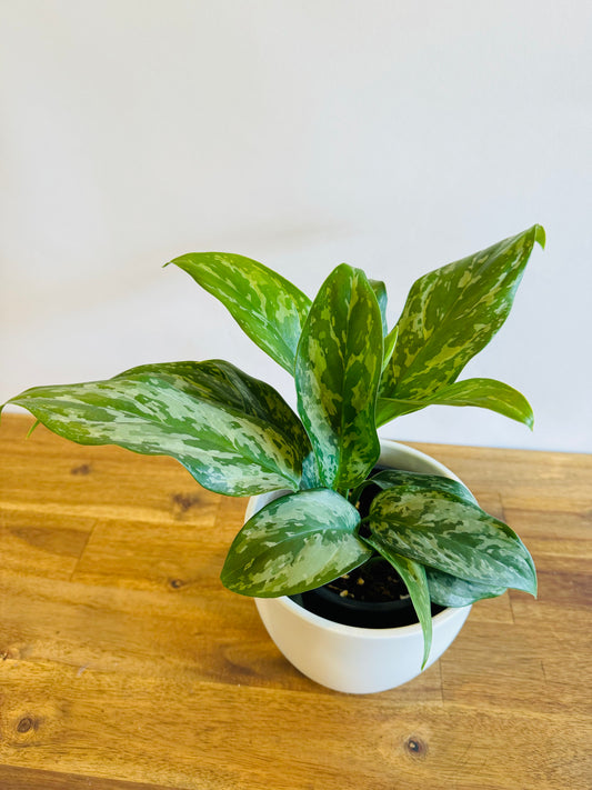 Aglaonema - Green Lady