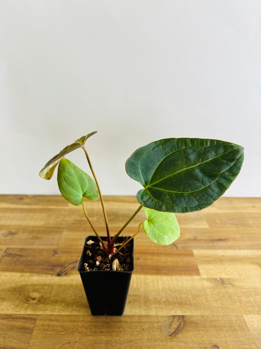 Anthurium Azul