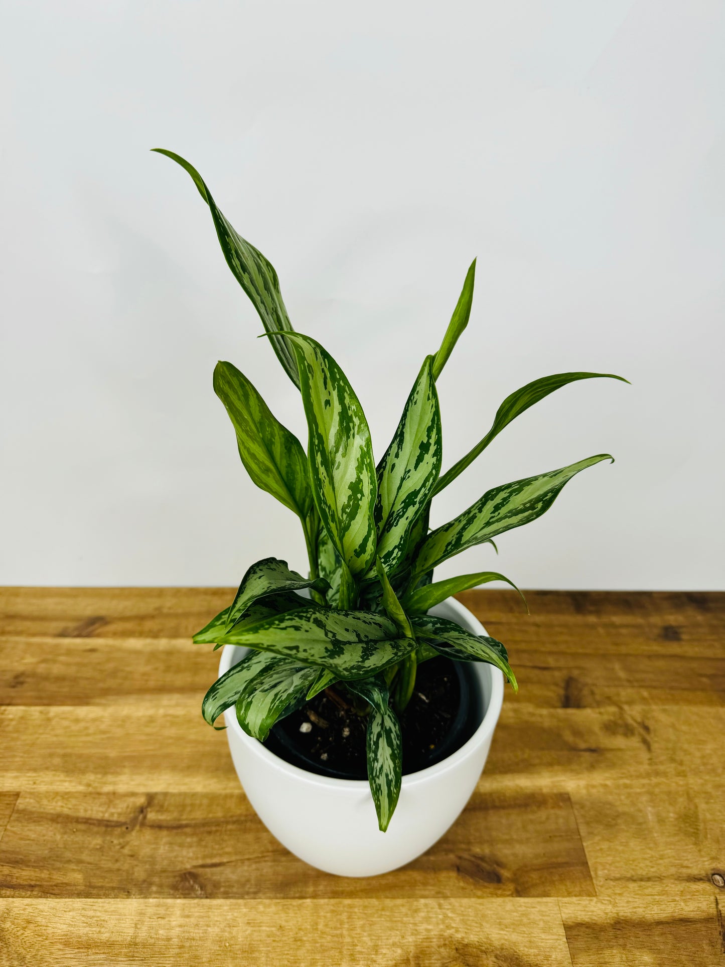 Aglaonema Silver Queen