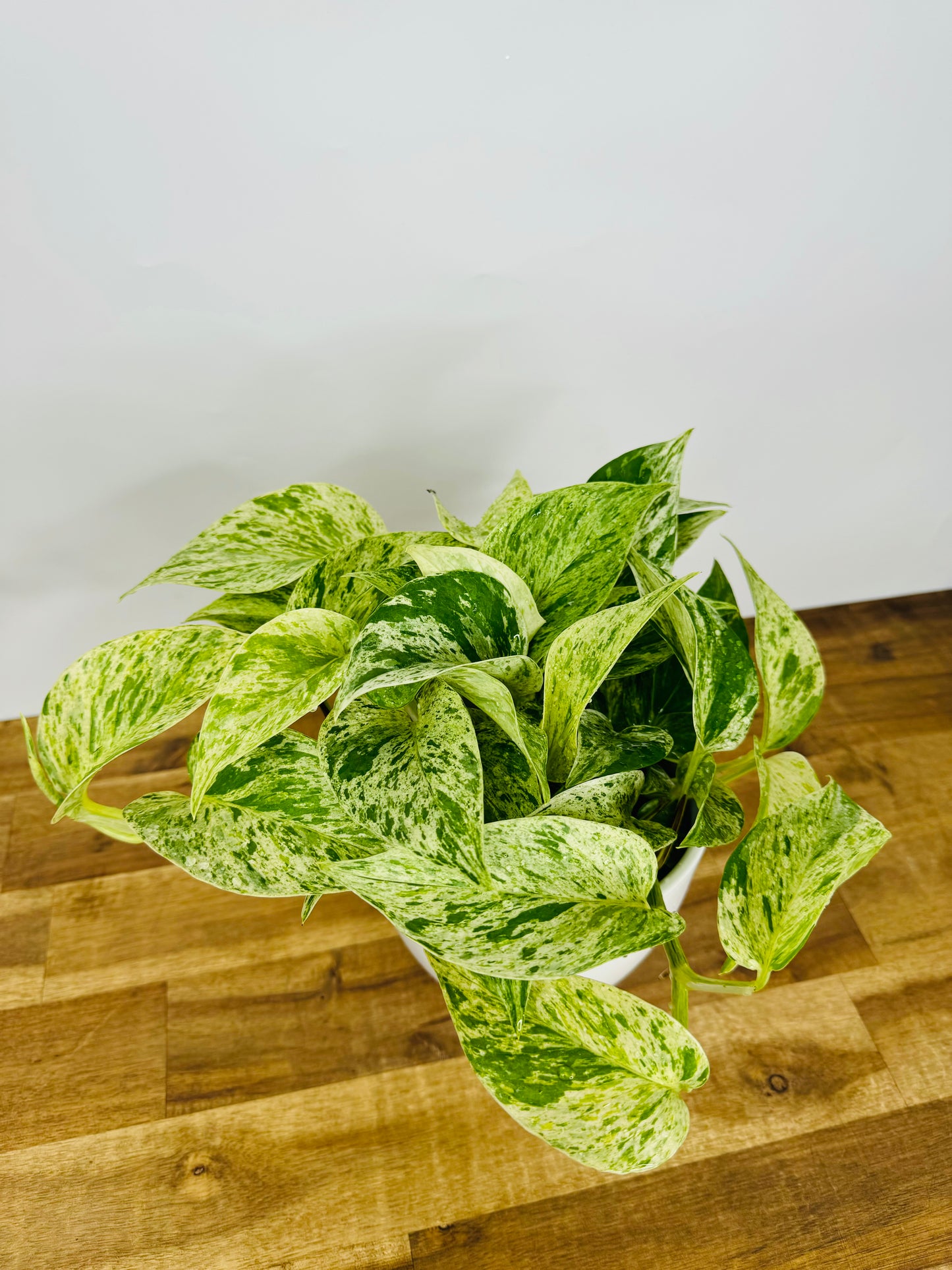 Pothos Marble Queen