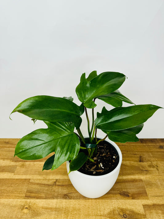 Philodendron Florida