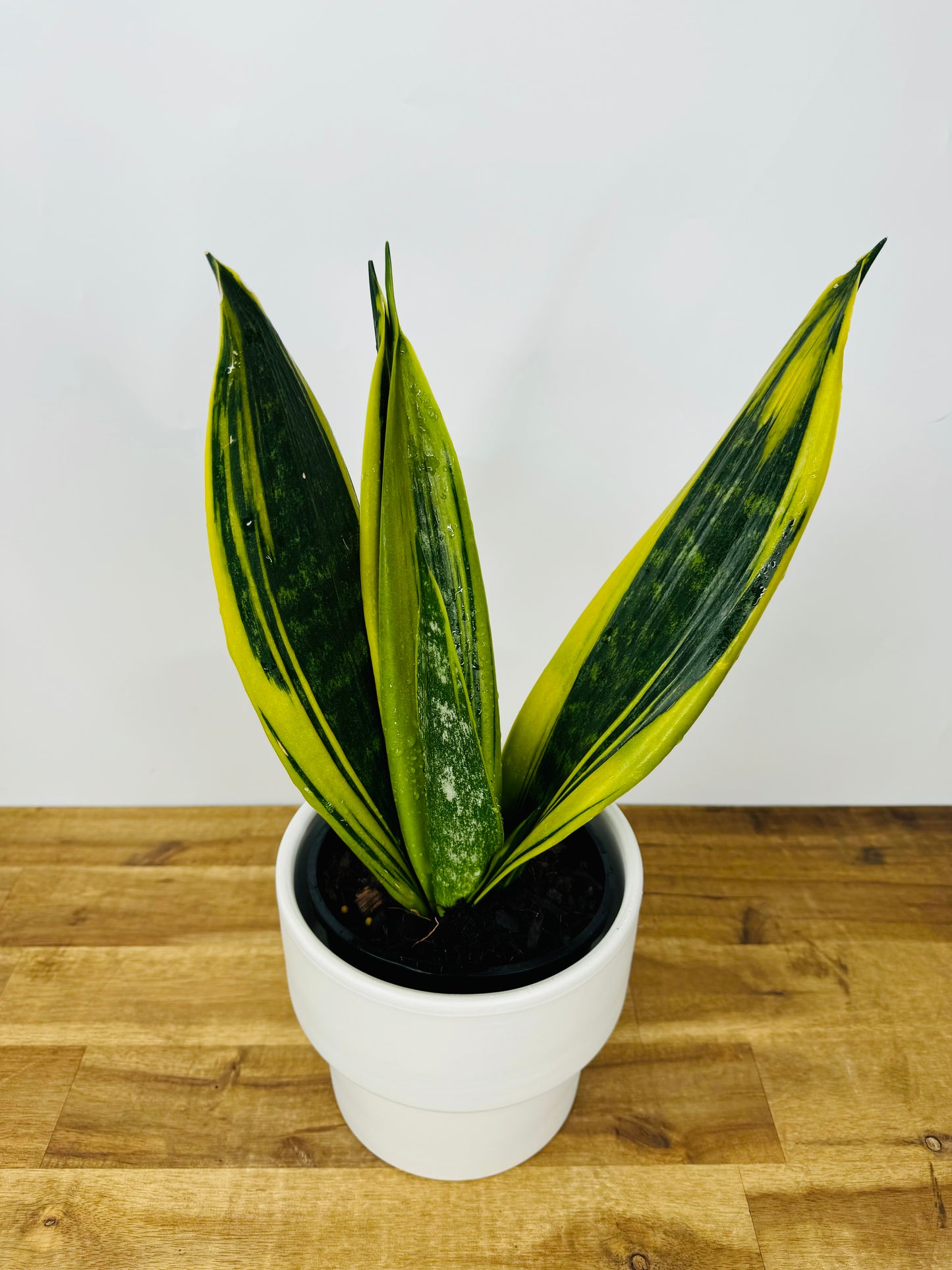 Sansevieria - Flame