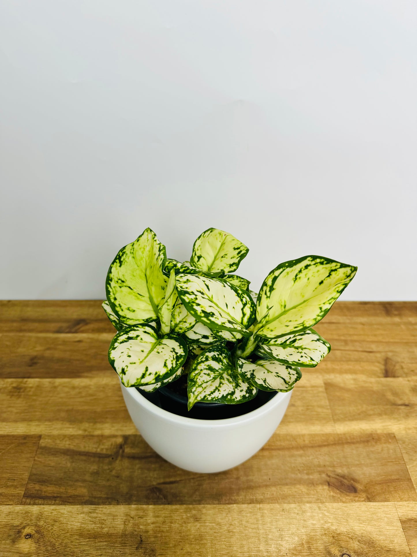 Aglaonema - Variegated Pearls