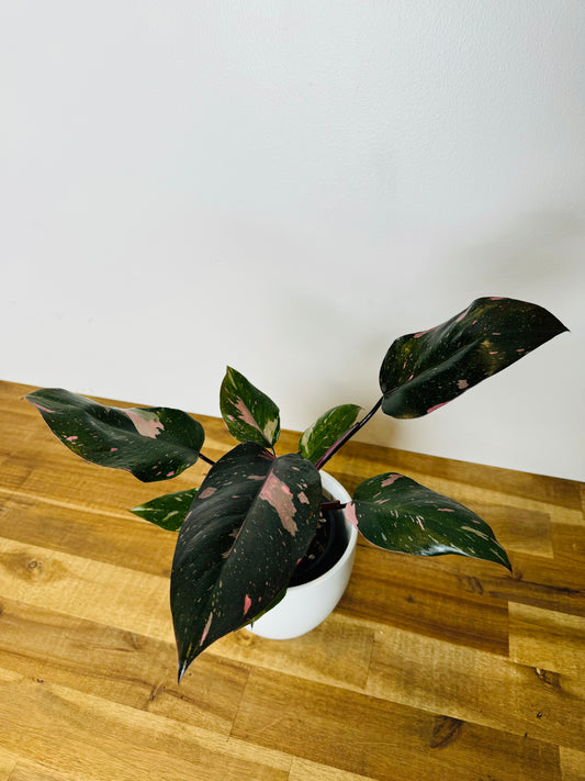 philodendron pink princess