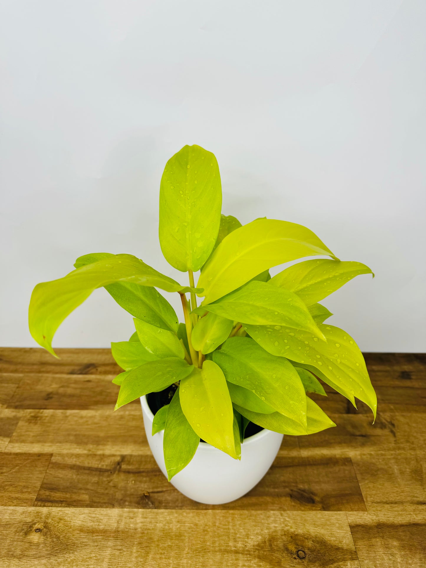 Philodendron domesticum 'Golden Goddess'