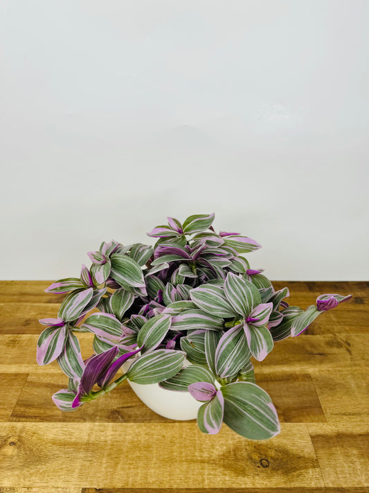 Tradescantia cerinthoides "Sweetness"