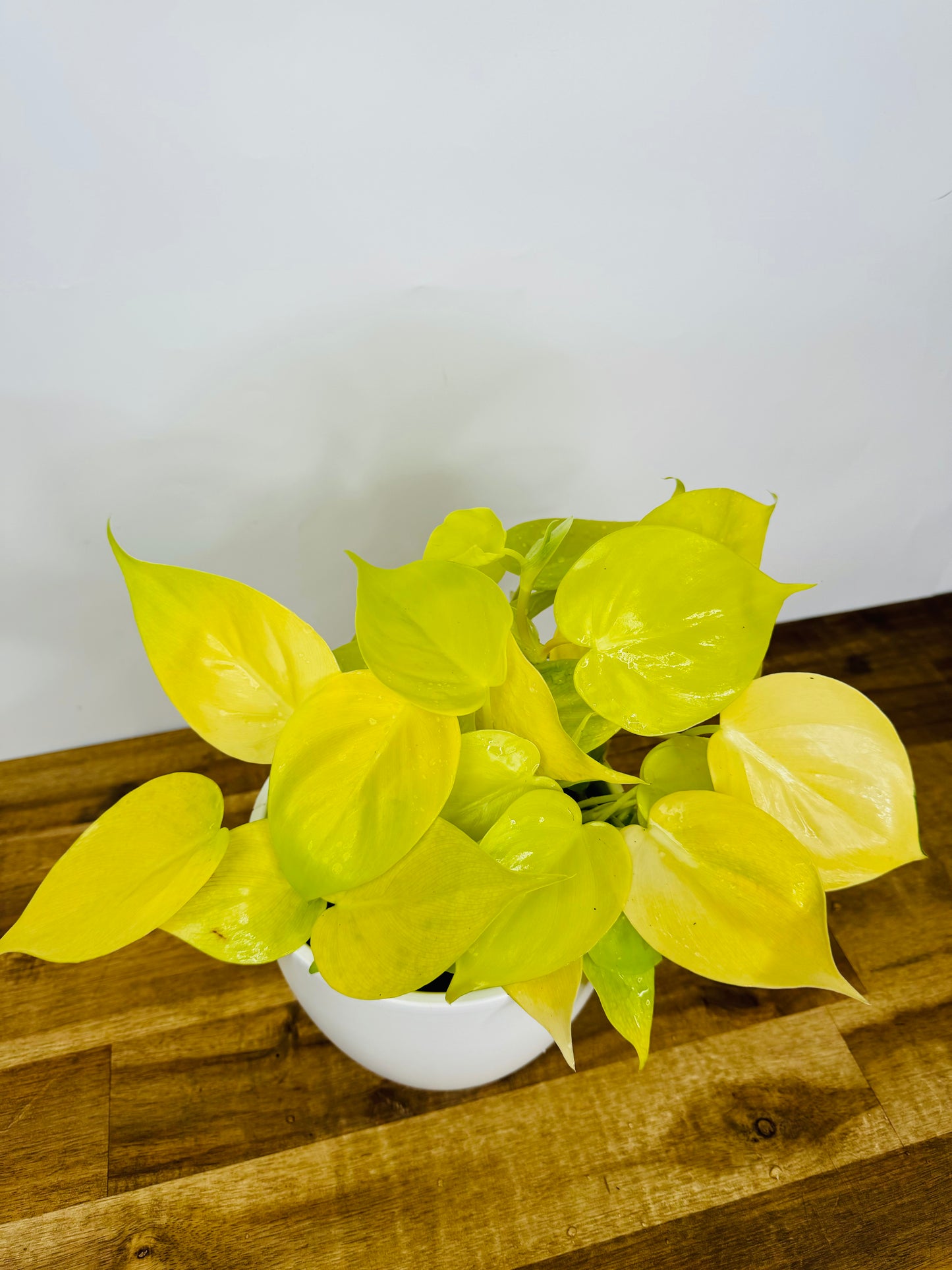 Philodendron Lemon Lime