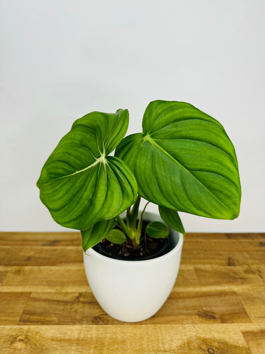 Philodendron Dean McDowell