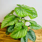 Philodendron Mamei - Silver Cloud