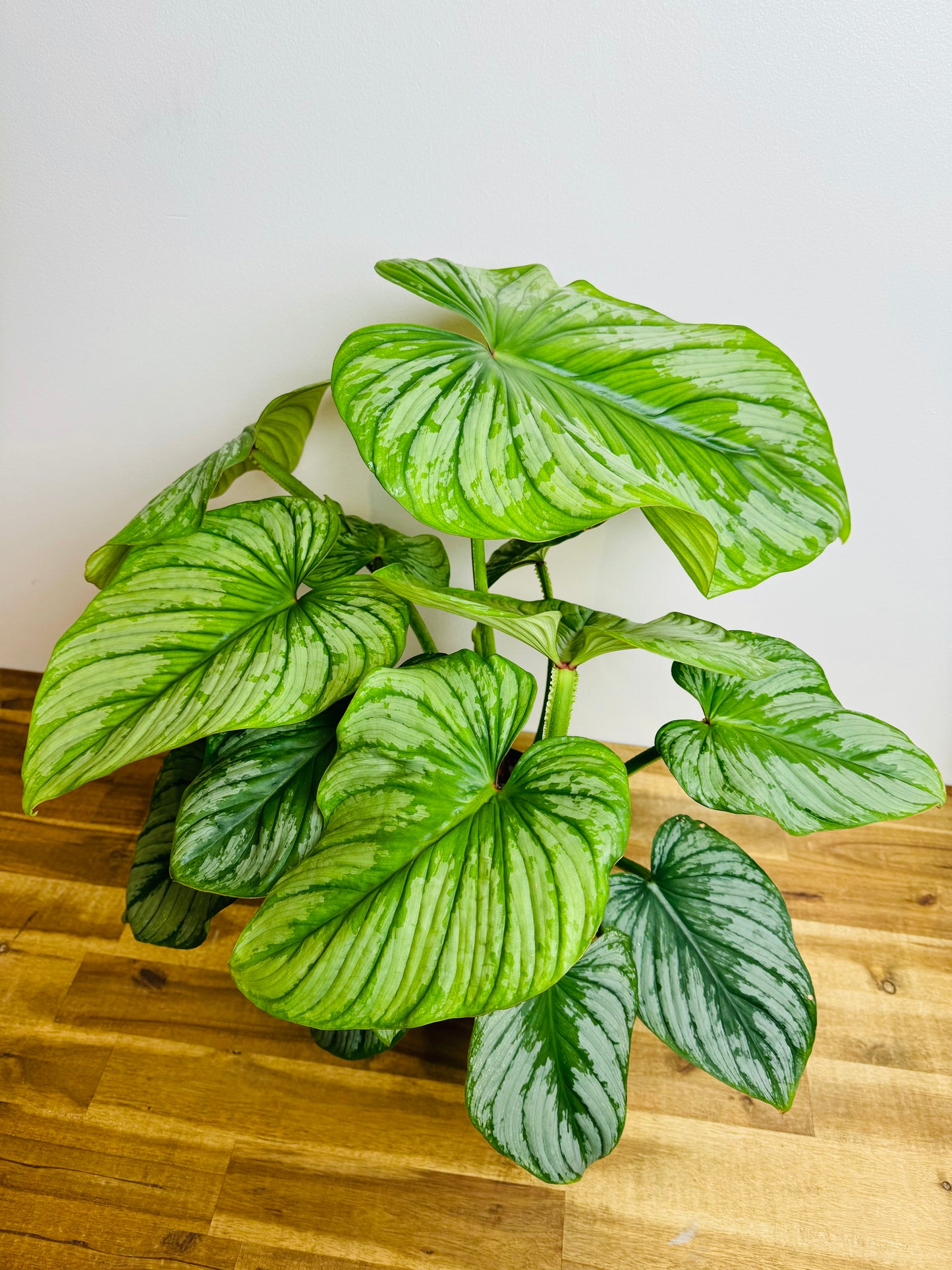 Philodendron Mamei - Silver Cloud