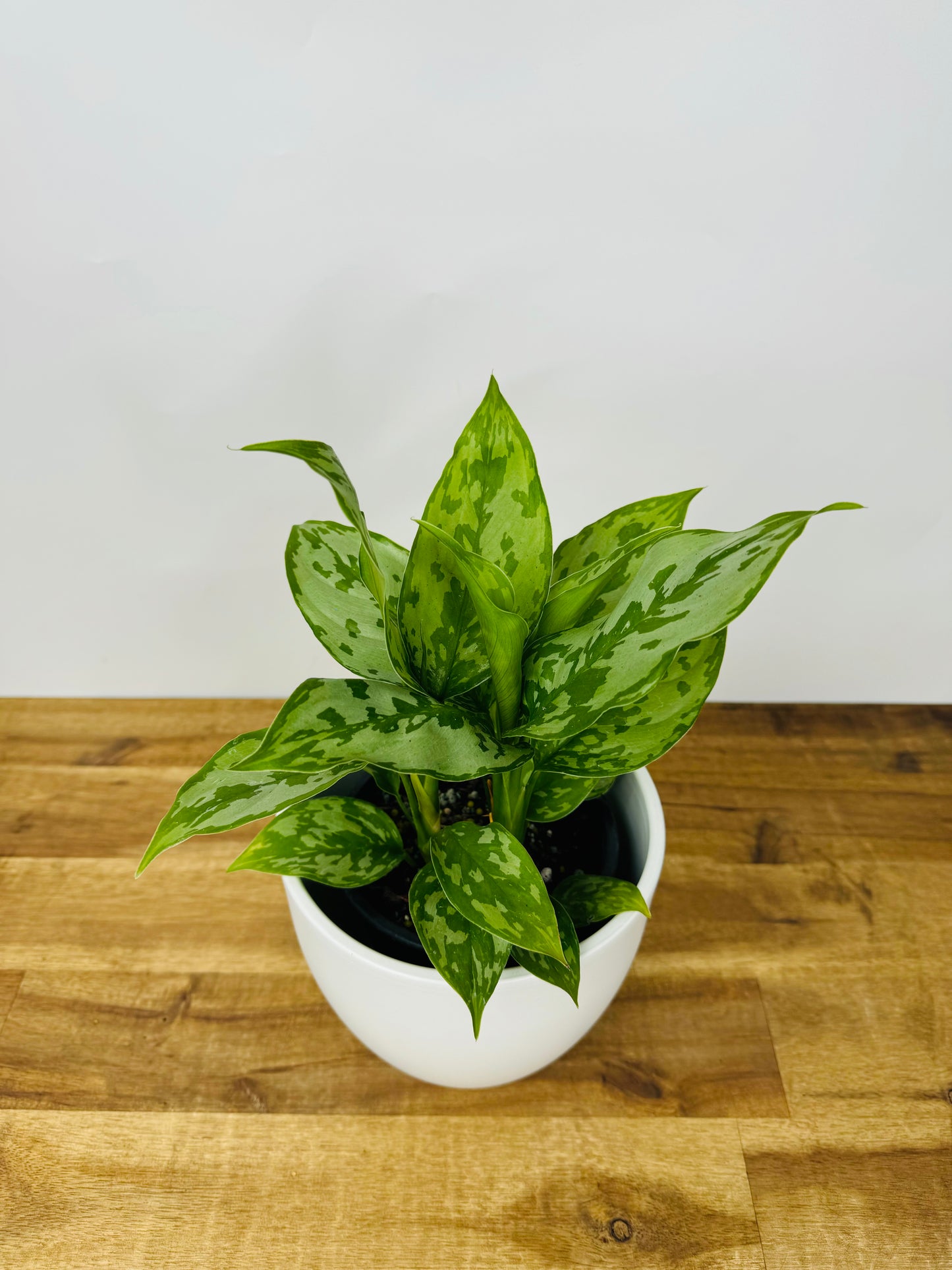 Aglaonema Mataran