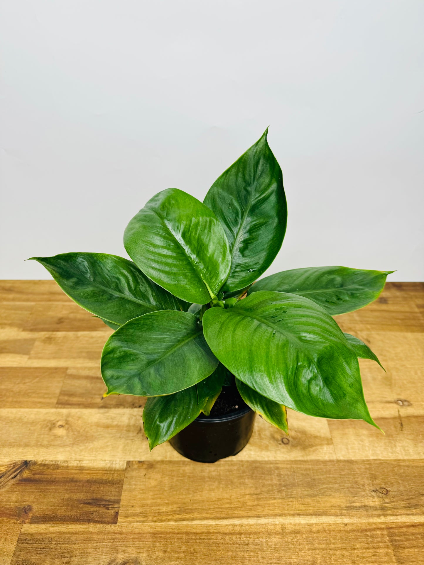 Peace Lily - Sensation (Dwarf)