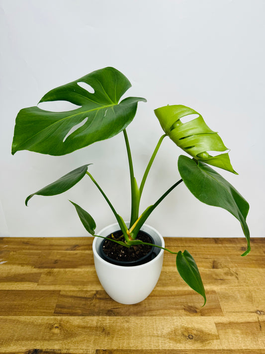 Monstera Deliciosa