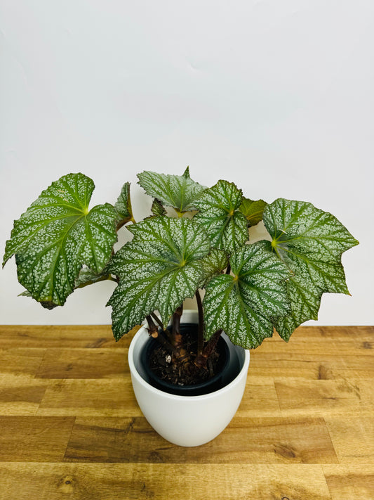 Begonia (Kathleyana x Diadema)