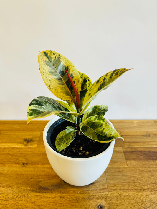 Ficus Shivereana