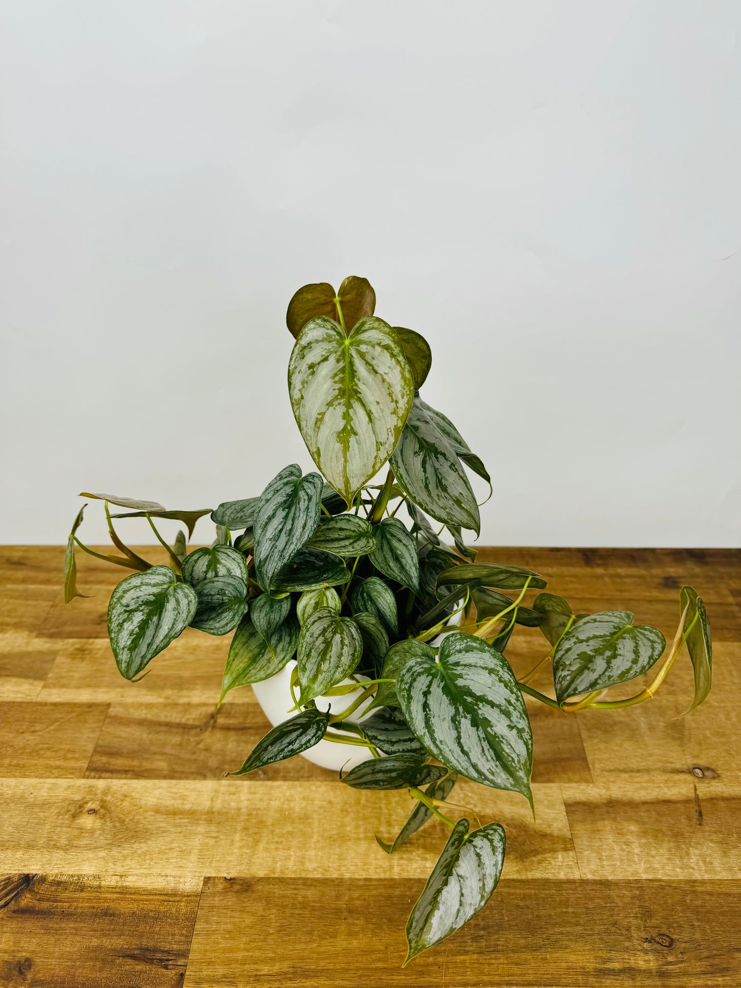 Philodendron Brandtianum