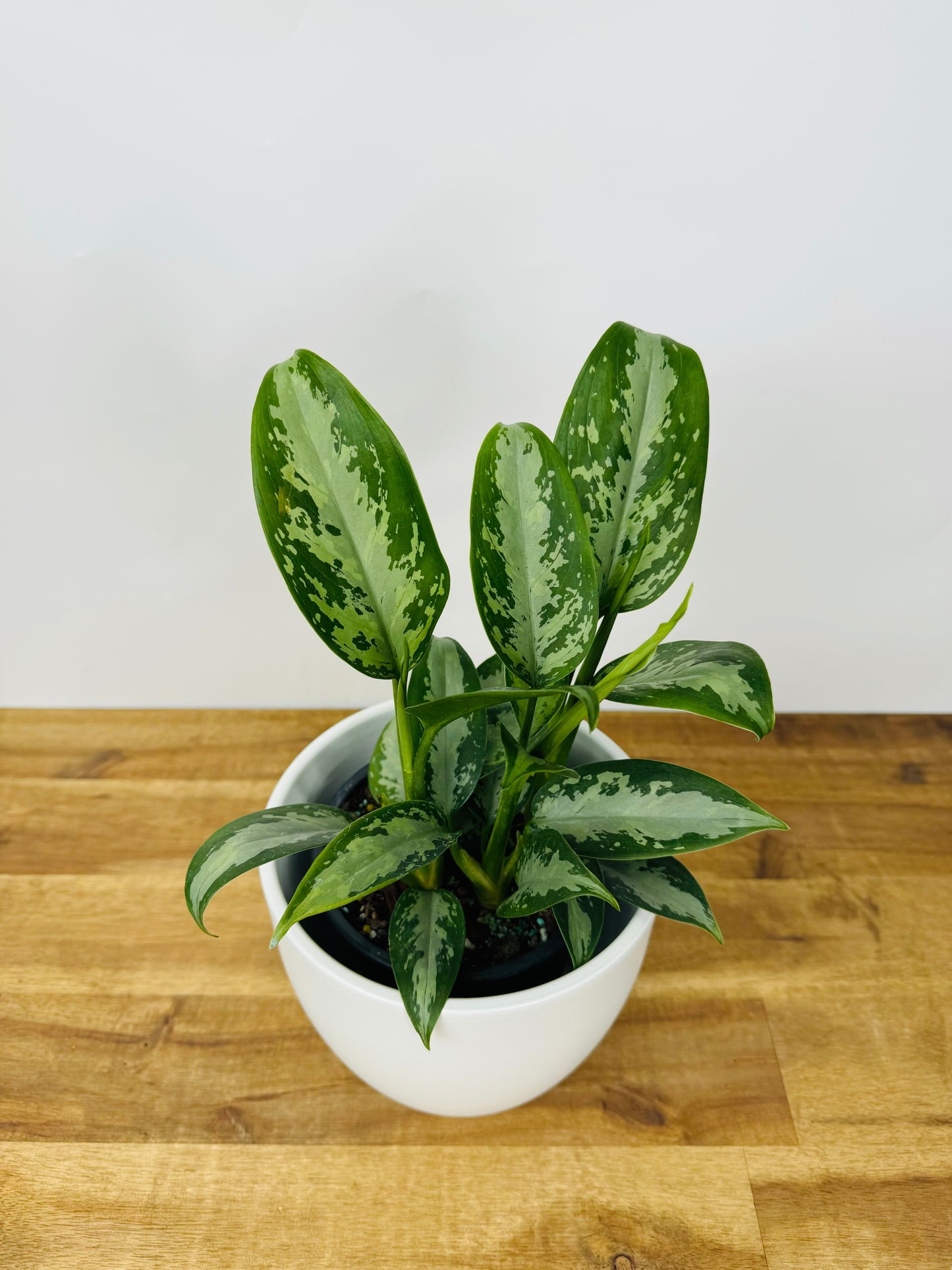 Aglaonema Jubilee