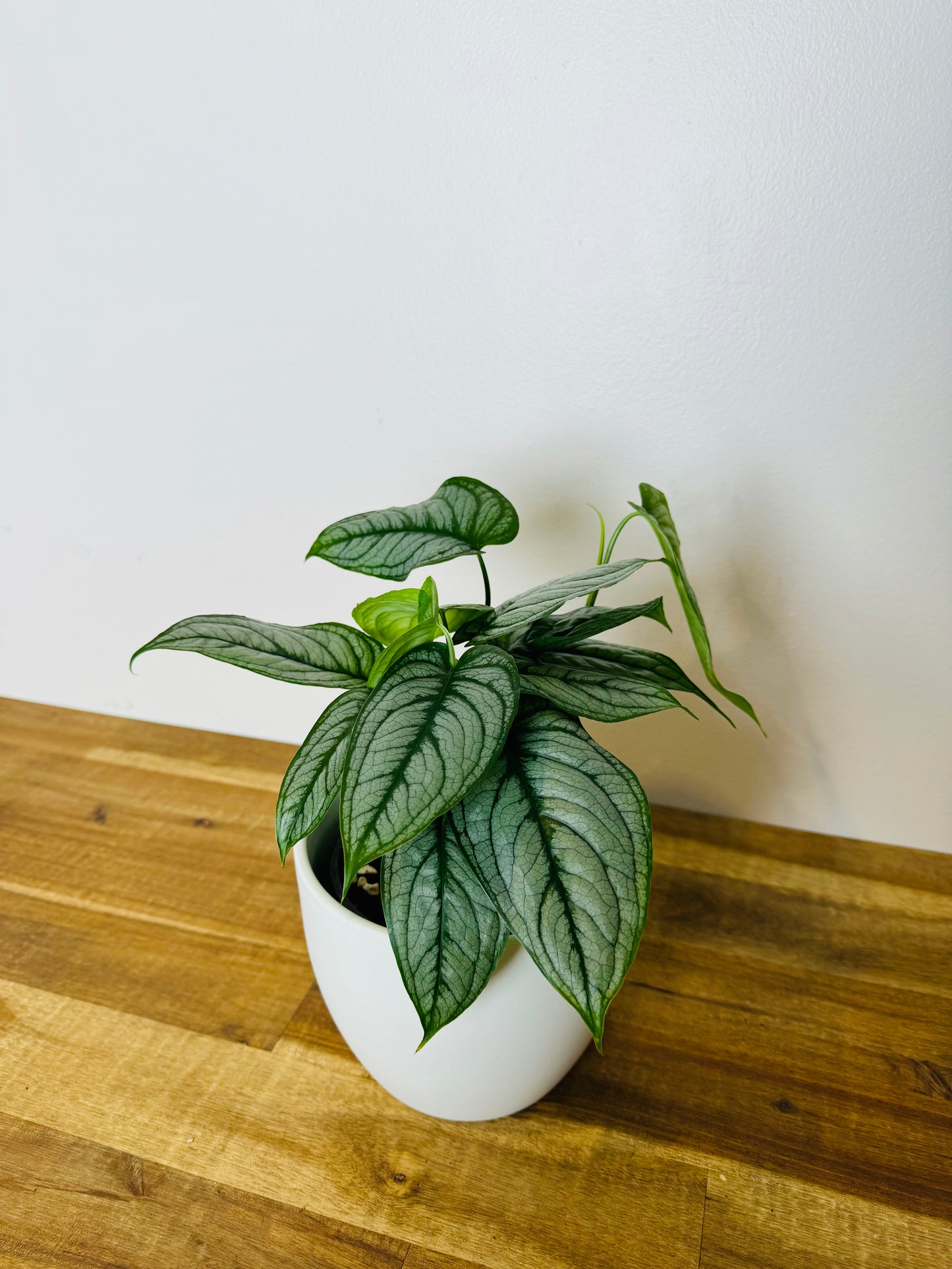 Monstera Siltepecana El Salvador