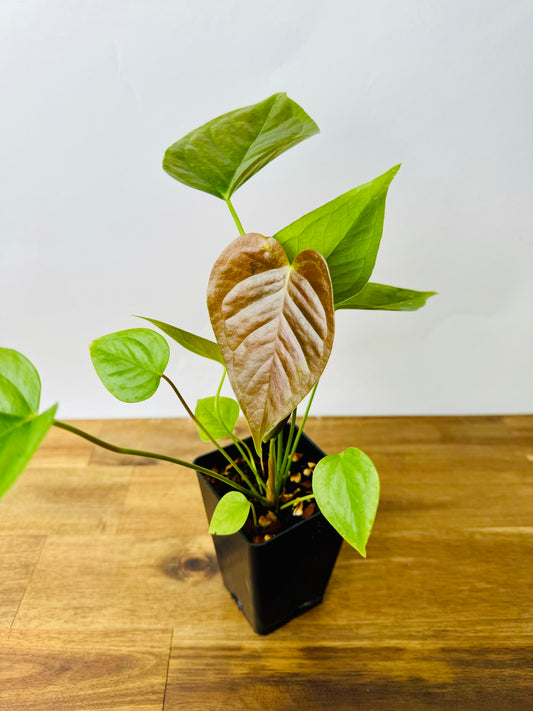 Anthurium Red beauty x veitchii (wide form)