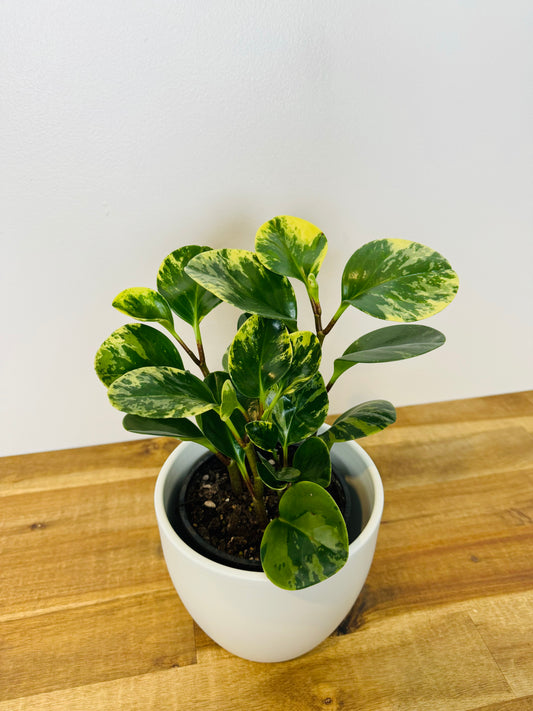 Peperomia obtusifolia marble