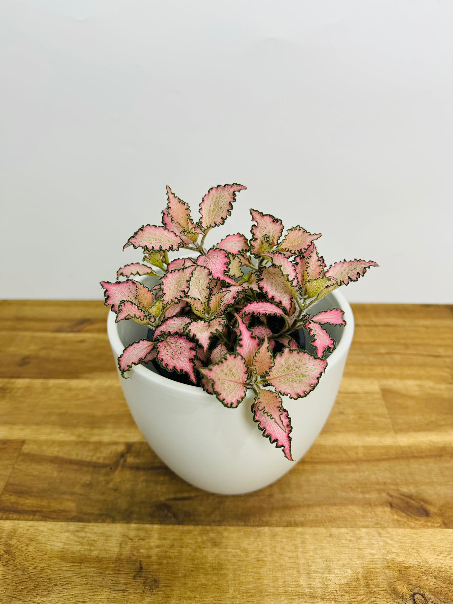 Fittonia Pink Star