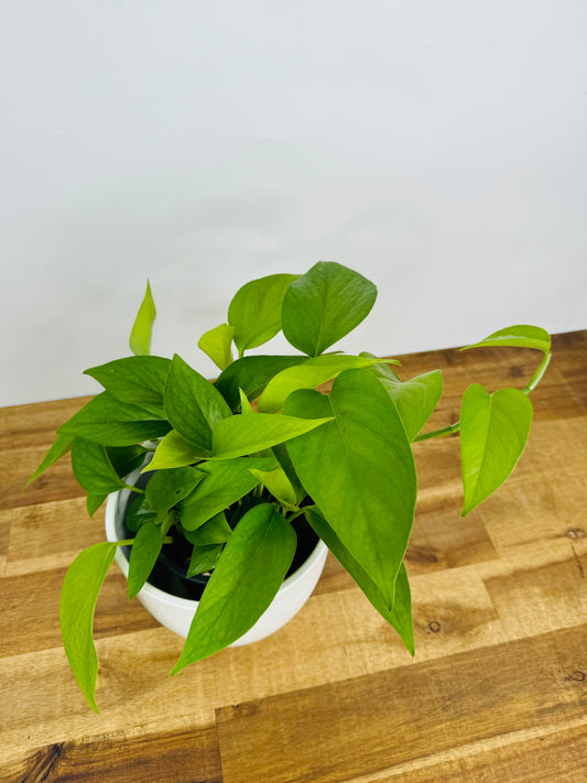 Pothos Jade