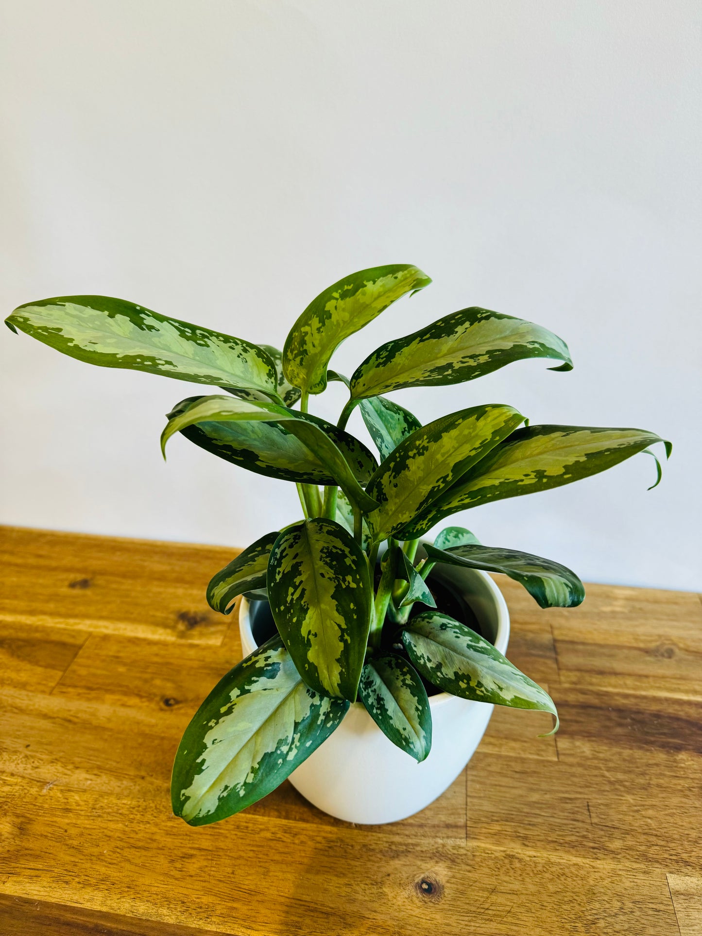 Aglaonema Jubilee