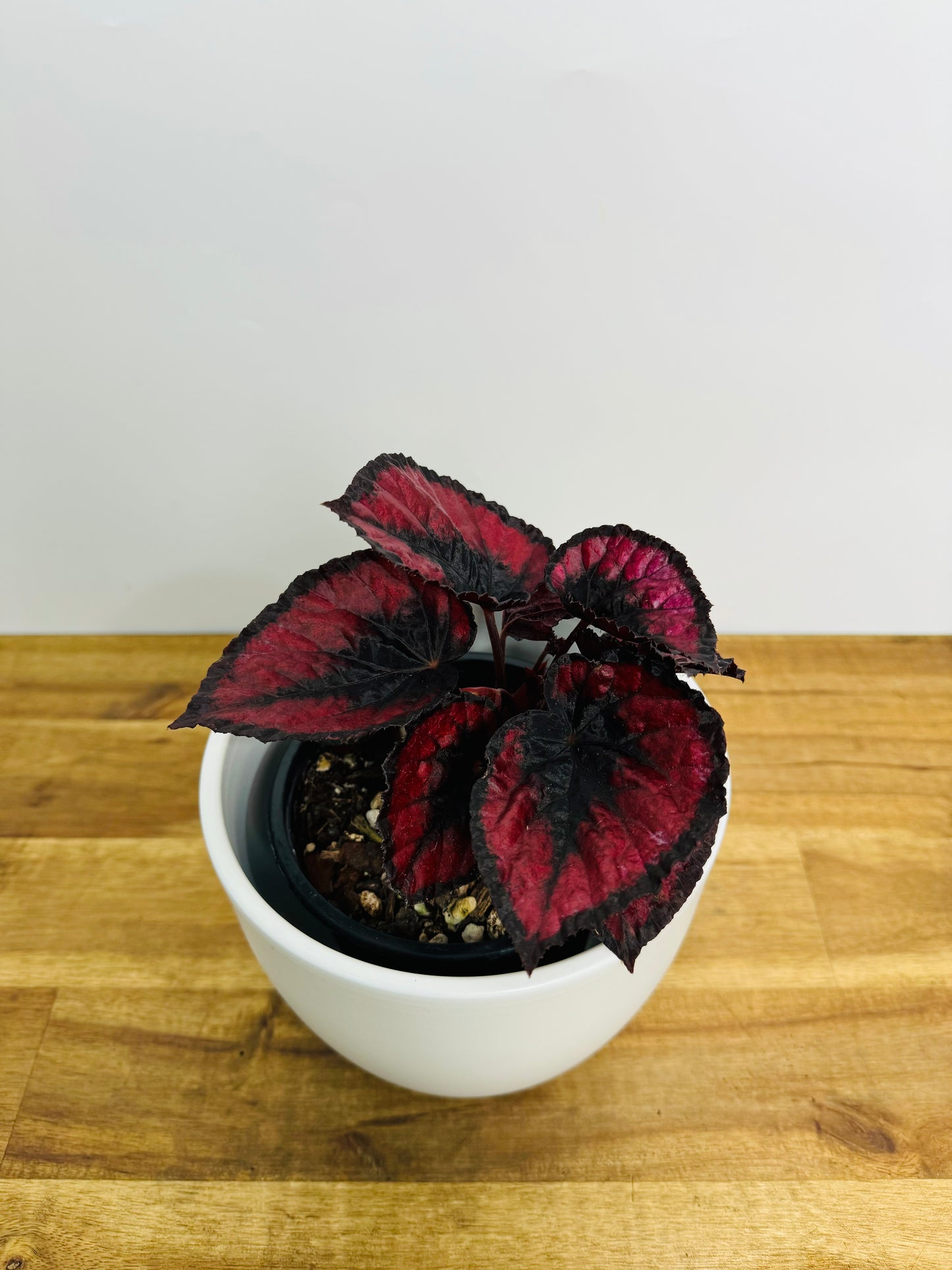 Begonia Rex - Hybrid Red