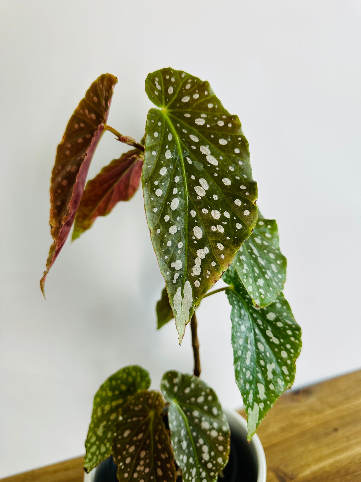 Begonia Flamingo Queen