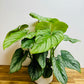 Philodendron Mamei - Silver Cloud