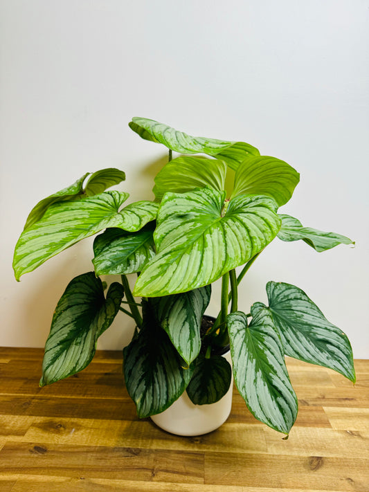 Philodendron Mamei - Silver Cloud